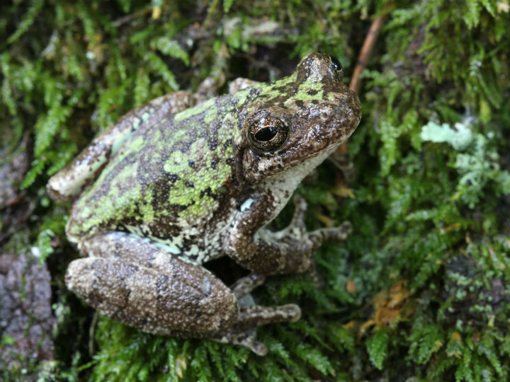 Bird-voiced Treefrog